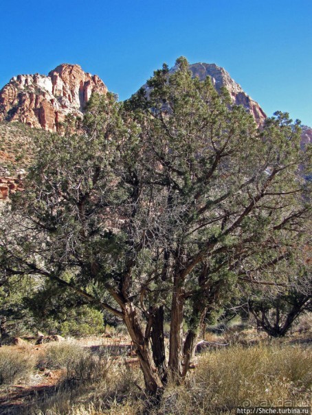 Зион. "Сквозной" маршрут по Zion-Mount Carmel Highway