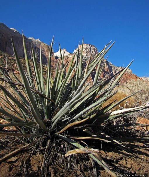 Зион. "Сквозной" маршрут по Zion-Mount Carmel Highway