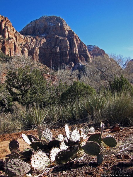 Зион. "Сквозной" маршрут по Zion-Mount Carmel Highway