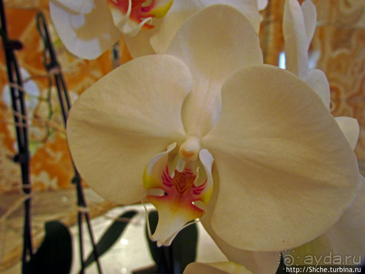 Обед в роскошном отеле "Интеркотиненталь"