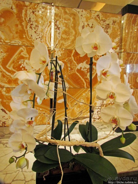 Обед в роскошном отеле "Интеркотиненталь"