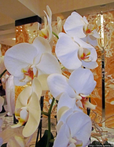 Обед в роскошном отеле "Интеркотиненталь"