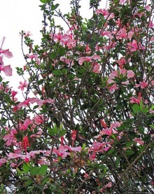 Сеньора Санта-Ана-де-лос-Риос-де-Куэнка