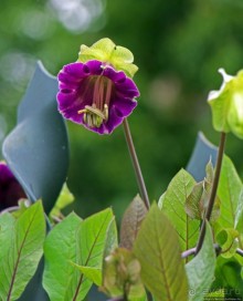 Сеньора Санта-Ана-де-лос-Риос-де-Куэнка