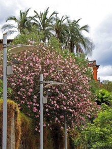 Сеньора Санта-Ана-де-лос-Риос-де-Куэнка