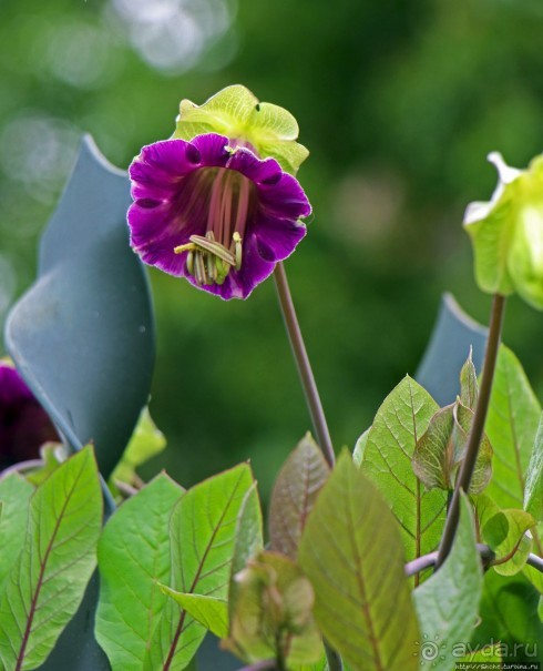 Сеньора Санта-Ана-де-лос-Риос-де-Куэнка