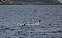 Киты налево, киты направо