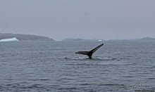 Киты налево, киты направо