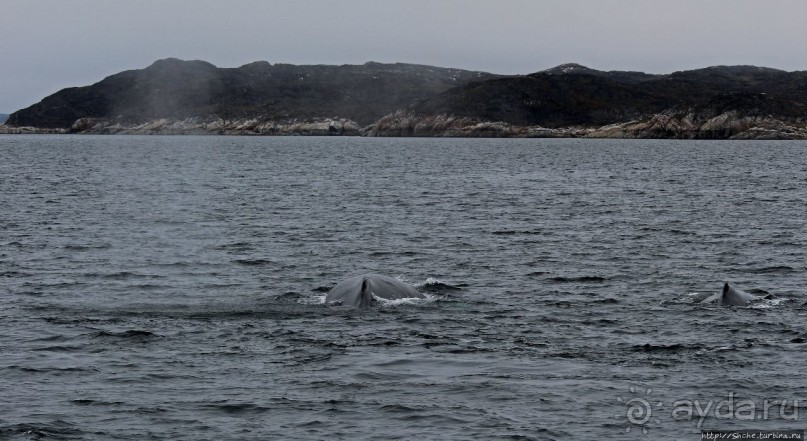Киты налево, киты направо