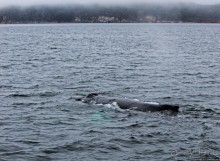 Киты налево, киты направо