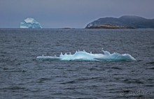 Киты налево, киты направо