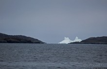 Киты налево, киты направо