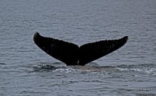 Киты налево, киты направо