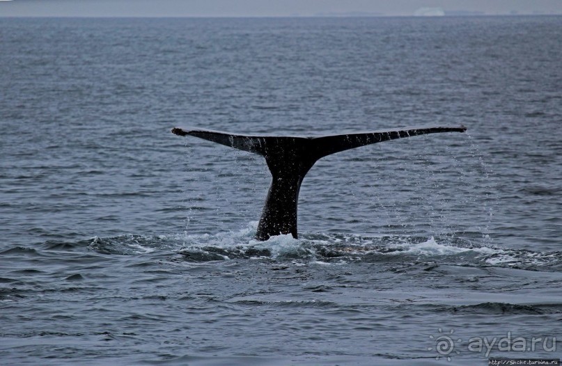Киты налево, киты направо