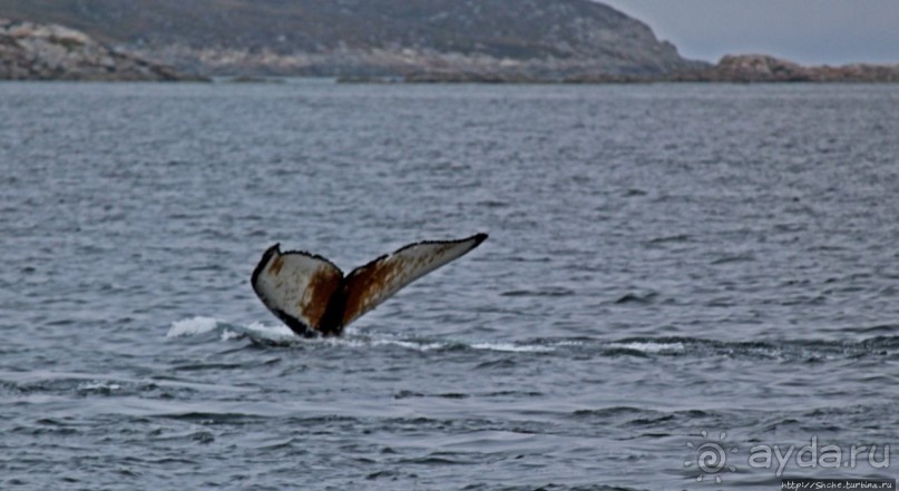 Киты налево, киты направо
