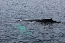 Киты налево, киты направо