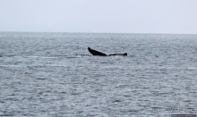 Киты налево, киты направо