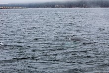 Киты налево, киты направо