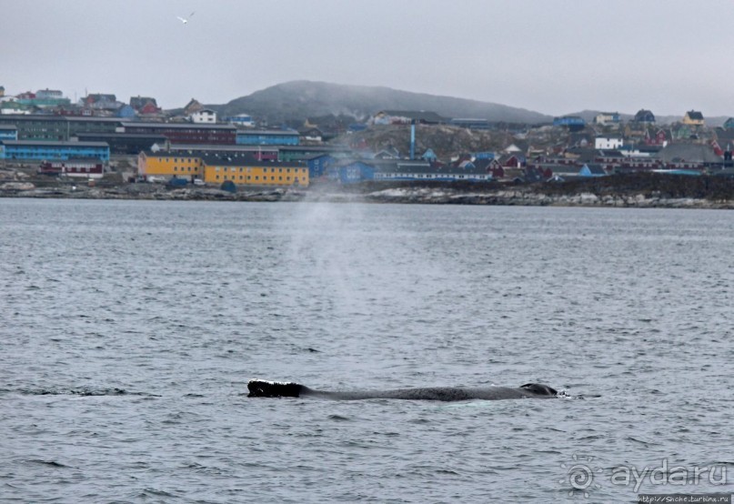 Киты налево, киты направо