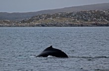 Киты налево, киты направо