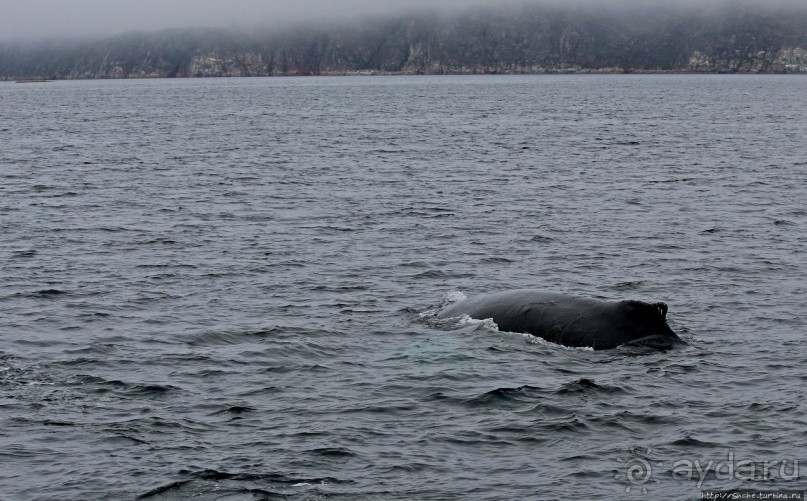 Киты налево, киты направо
