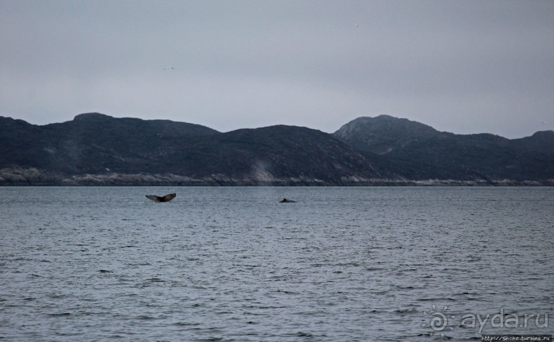 Киты налево, киты направо