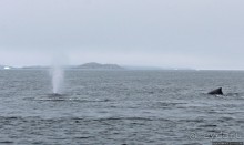 Киты налево, киты направо