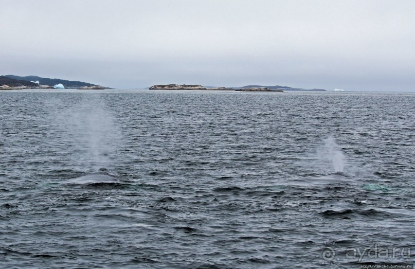 Киты налево, киты направо