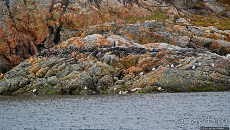 Киты налево, киты направо