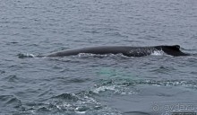 Киты налево, киты направо