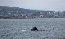 Киты налево, киты направо