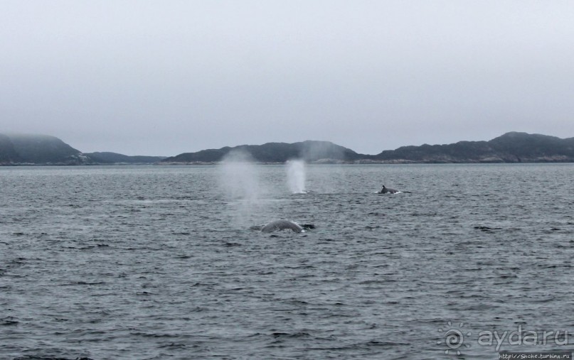Киты налево, киты направо