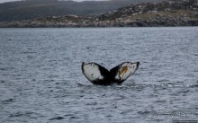 Киты налево, киты направо