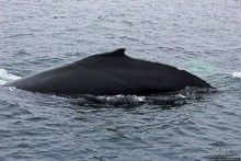 Киты налево, киты направо