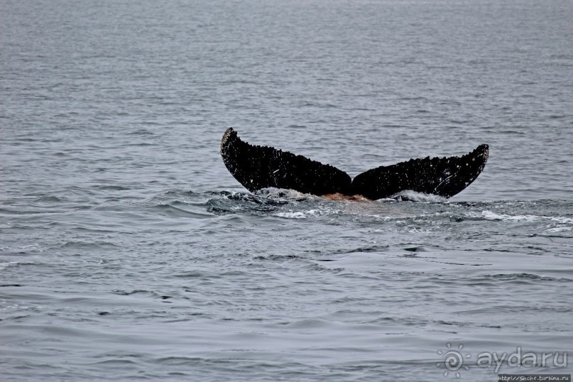 Киты налево, киты направо