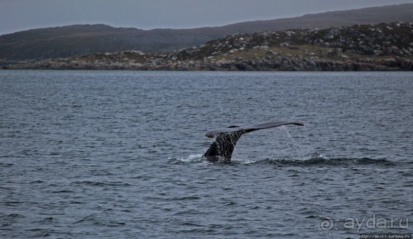 Киты налево, киты направо