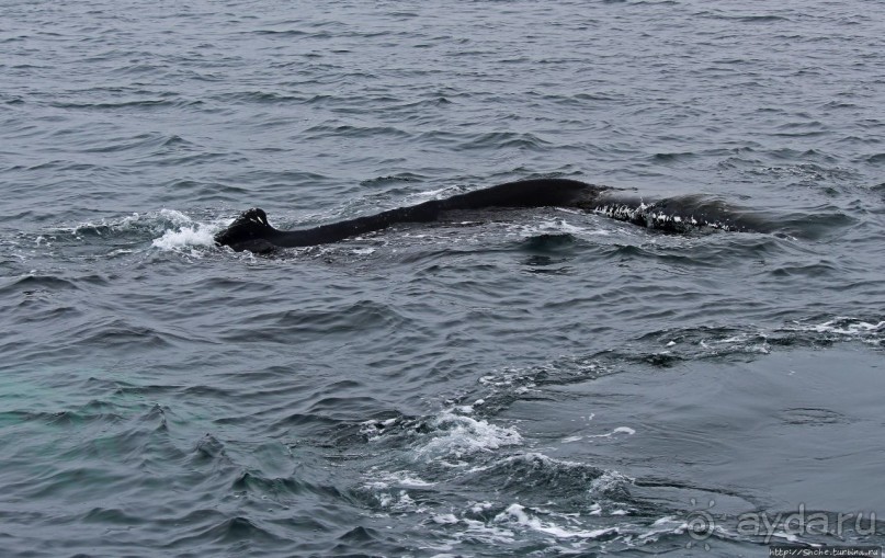 Киты налево, киты направо