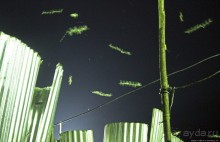 Ловля саранчи для еды