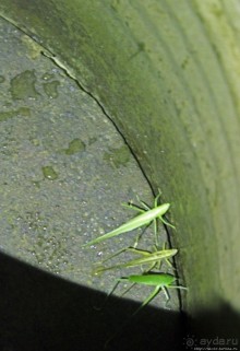 Ловля саранчи для еды