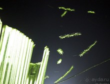 Ловля саранчи для еды