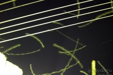 Ловля саранчи для еды