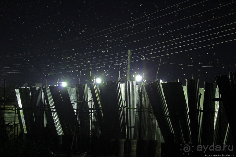 Ловля саранчи для еды