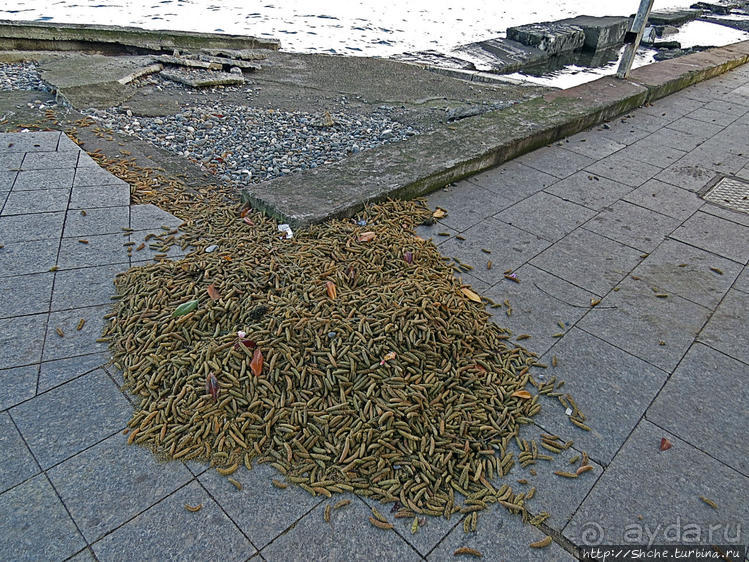 Предзимнее настроение Батумского порта