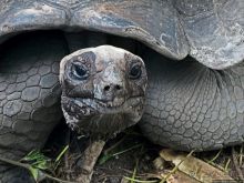 Сейшельские гигантские черепахи на ферме на Ла Диге 