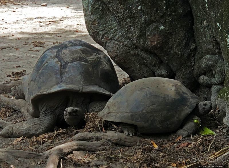 Сейшельские гигантские черепахи на ферме на Ла Диге 