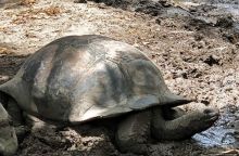 Сейшельские гигантские черепахи на ферме на Ла Диге 