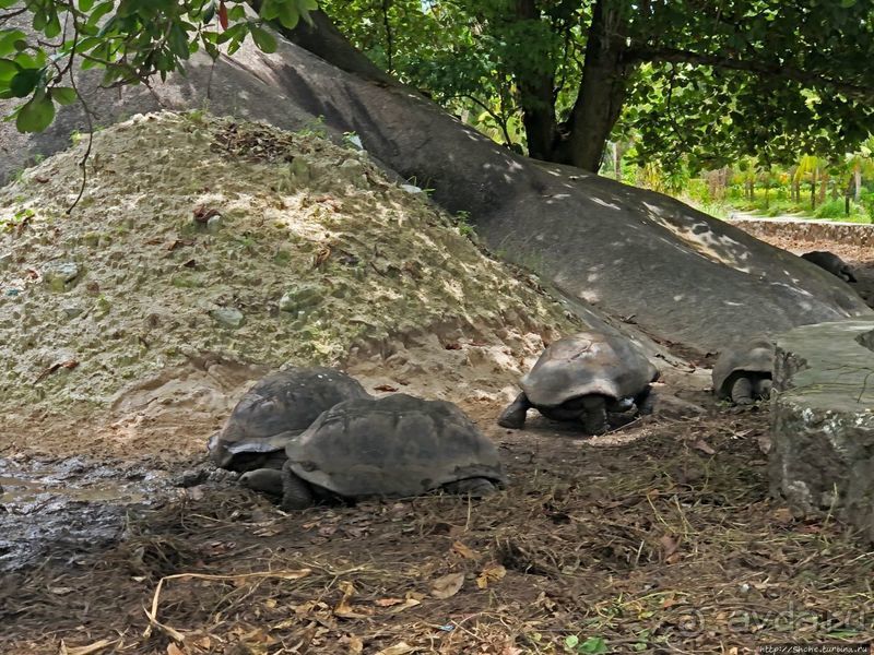 Сейшельские гигантские черепахи на ферме на Ла Диге 
