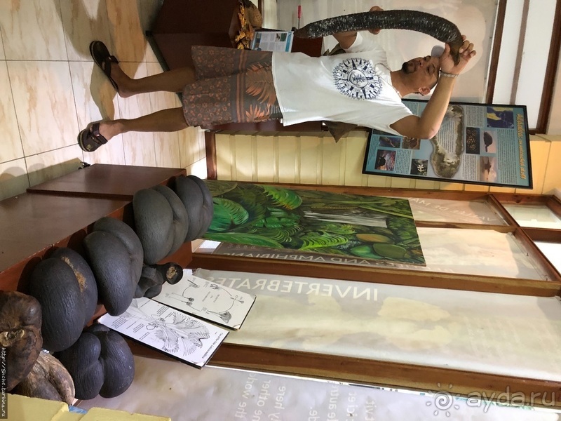 Сейшельские гигантские черепахи на ферме на Ла Диге 