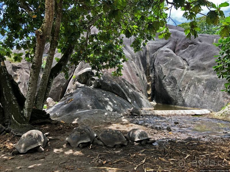 Сейшельские гигантские черепахи на ферме на Ла Диге 