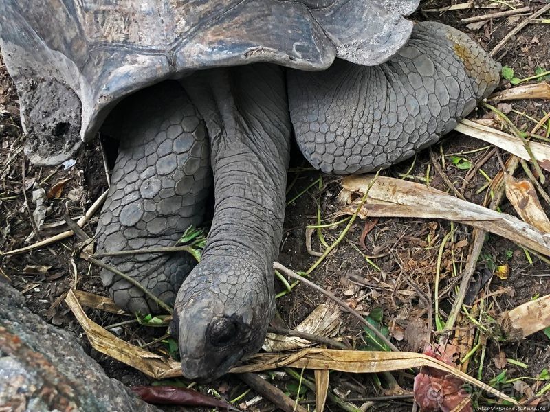 Сейшельские гигантские черепахи на ферме на Ла Диге 